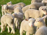 Red Hill Cheese, Mornington Peninsula, Australia - Sheep