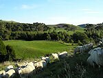 Prom Country - Moyarra sheep